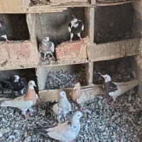 جوجه کبوتر امسال
