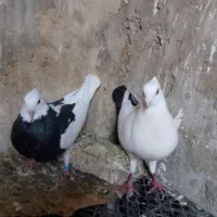کفتر|پرنده|زرنه, |دیوار