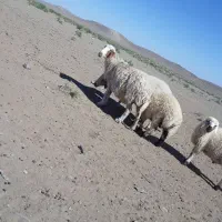 میش سالم.مناسب برای پروار
