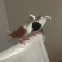 دوتا ماده گرده دار