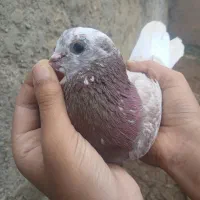 کبوتر|پرنده|انگوت, |دیوار