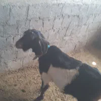فروش سه تا بز شیری