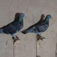 کفتر|پرنده|گنبد کاووس, |دیوار