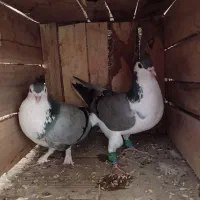 نر و ماده واز دستگردی