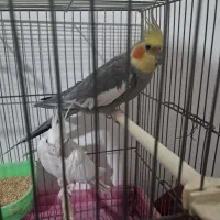 جفت عروس هلندی