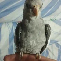 جوجه عروس هلندی