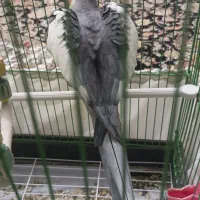 عروس هلندی سخنگو