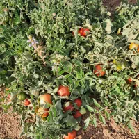 گوجه|خوردنی و آشامیدنی|اسدآباد, |دیوار