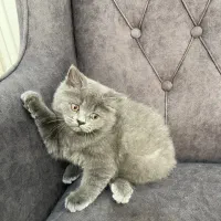 گربه خونگی فروشی