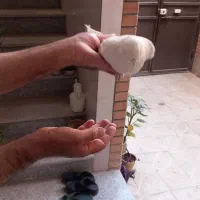 نر سفید مهر نوک ریز چشم سفید