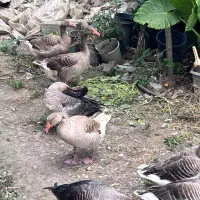 غاز