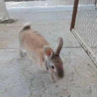 خرگوش|موش و خرگوش|یزد, |دیوار