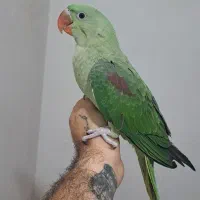 جوحه شاه طوطی نر