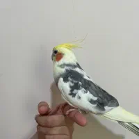 عروس هلندی سخن گو