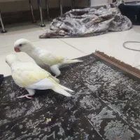 جوجه راهب کرمینو