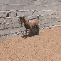 نری آلپاین و بز کردی و..