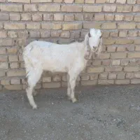 ترازو|ظروف پخت‌وپز|پائین جام, |دیوار