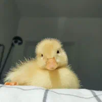 مرغ و خروس ۵۰روز