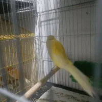 قناری بلند آس