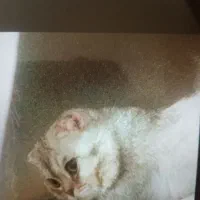 واگذاری گربه