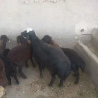 قوچ بذری|حیوانات مزرعه|نیشابور, چمبران|دیوار