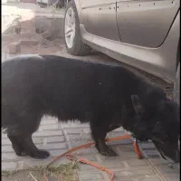 سگ پا کوتاه