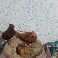 کبوتر|پرنده|کوار, |دیوار
