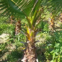پالم|خدمات باغبانی و درختکاری|رودسر, |دیوار