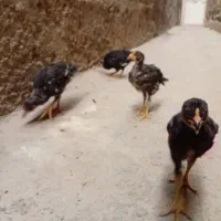 جوجه نیمچه ۲ ماهه بلک استار