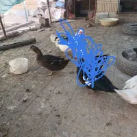 اردک پکنی