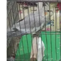 با سلام جفت عروس هلندی