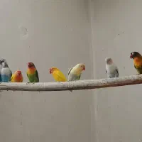 فروش یکجا چهار جفت کوتوله با هم