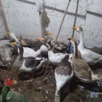 غازبالغ