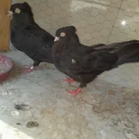 جفت زاغ ابادانی اصیل