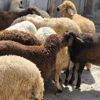 گوسفند نر