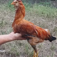 خروس گلین جوون