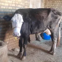 گاو گوساله