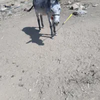 خر ماده گله ای و آروم ب شرط