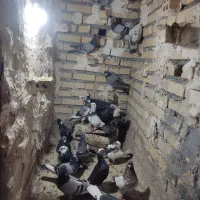 کفتر بوبم