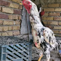 خروس لاری چیل