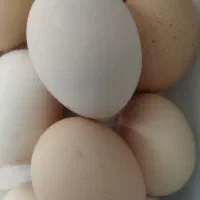 تخم مرغ محلی