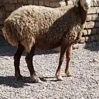 میش جوان آبستن سنگین