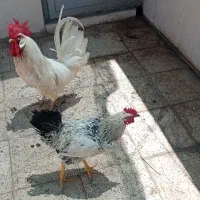 خروس