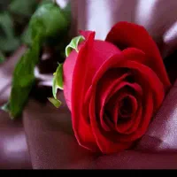 ۴۸شاخه گل رز قرمز ۲۴ م ا ه