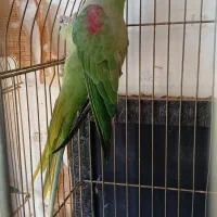 شاه طوطی