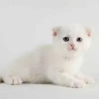 بچه گربه اسکاتیش بریتیش