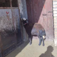یک راس گاو میش کله سفید ابستن سنگین حراج