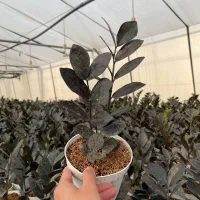 گل و گیاه آپارتمانی