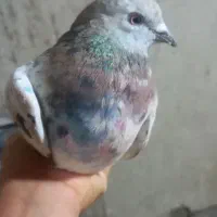 کفتر‌پرشی‌ورنگی