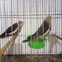 طوطی عروس